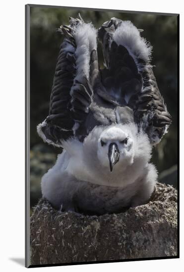 Black-Browed Albatross Chick Testing its Wings in New Island Nature Reserve, Falkland Islands-Michael Nolan-Mounted Photographic Print