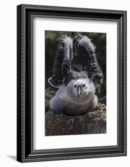 Black-Browed Albatross Chick Testing its Wings in New Island Nature Reserve, Falkland Islands-Michael Nolan-Framed Photographic Print