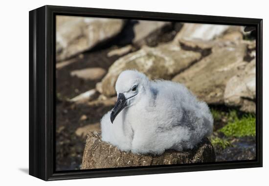 Black-browed albatross chick (Thalassarche melanophris), Saunders Island, Falklands, South America-Michael Runkel-Framed Premier Image Canvas