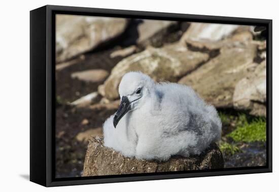 Black-browed albatross chick (Thalassarche melanophris), Saunders Island, Falklands, South America-Michael Runkel-Framed Premier Image Canvas