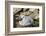 Black-browed albatross chick (Thalassarche melanophris), Saunders Island, Falklands, South America-Michael Runkel-Framed Photographic Print