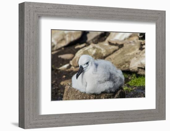 Black-browed albatross chick (Thalassarche melanophris), Saunders Island, Falklands, South America-Michael Runkel-Framed Photographic Print