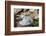 Black-browed albatross chick (Thalassarche melanophris), Saunders Island, Falklands, South America-Michael Runkel-Framed Photographic Print