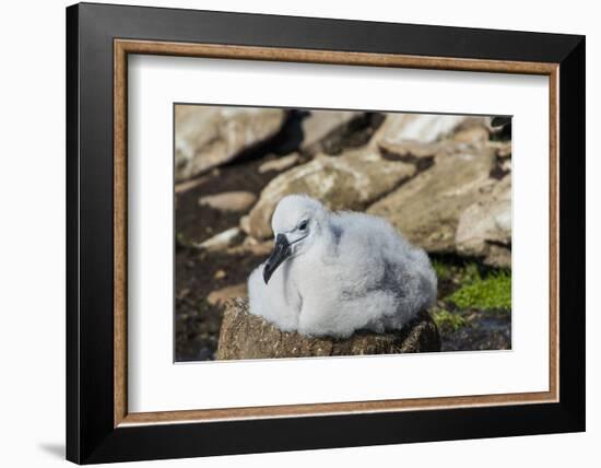 Black-browed albatross chick (Thalassarche melanophris), Saunders Island, Falklands, South America-Michael Runkel-Framed Photographic Print