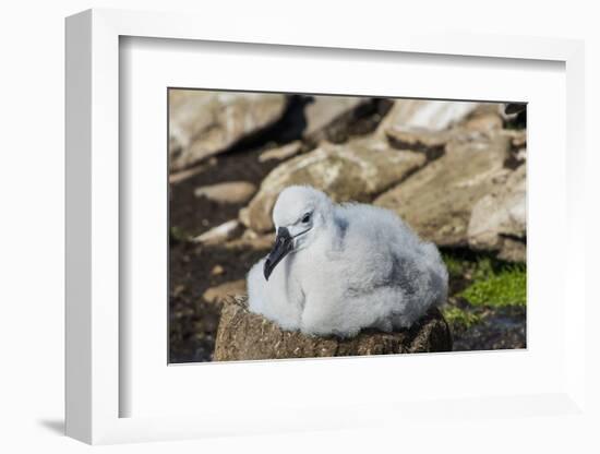 Black-browed albatross chick (Thalassarche melanophris), Saunders Island, Falklands, South America-Michael Runkel-Framed Photographic Print