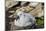 Black-browed albatross chick (Thalassarche melanophris), Saunders Island, Falklands, South America-Michael Runkel-Mounted Photographic Print