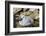 Black-browed albatross chick (Thalassarche melanophris), Saunders Island, Falklands, South America-Michael Runkel-Framed Photographic Print