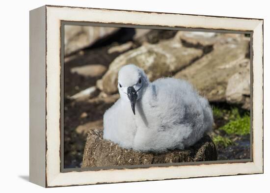 Black-browed albatross chick (Thalassarche melanophris), Saunders Island, Falklands, South America-Michael Runkel-Framed Premier Image Canvas