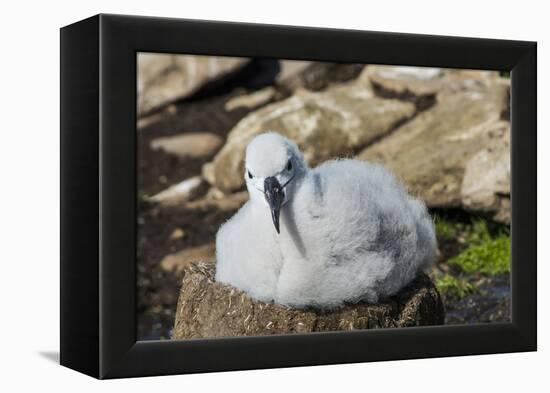 Black-browed albatross chick (Thalassarche melanophris), Saunders Island, Falklands, South America-Michael Runkel-Framed Premier Image Canvas