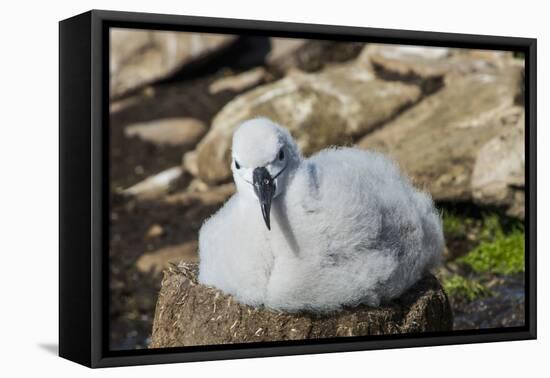 Black-browed albatross chick (Thalassarche melanophris), Saunders Island, Falklands, South America-Michael Runkel-Framed Premier Image Canvas