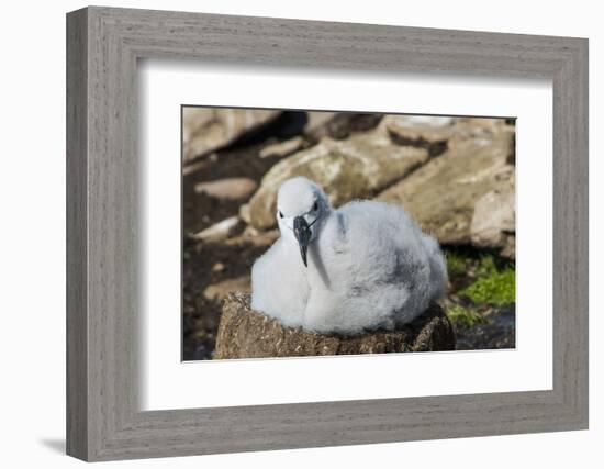 Black-browed albatross chick (Thalassarche melanophris), Saunders Island, Falklands, South America-Michael Runkel-Framed Photographic Print