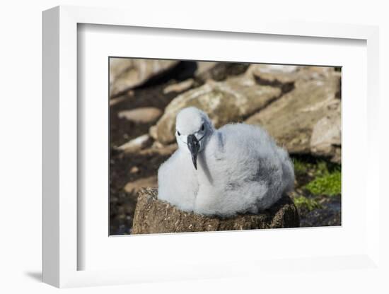 Black-browed albatross chick (Thalassarche melanophris), Saunders Island, Falklands, South America-Michael Runkel-Framed Photographic Print