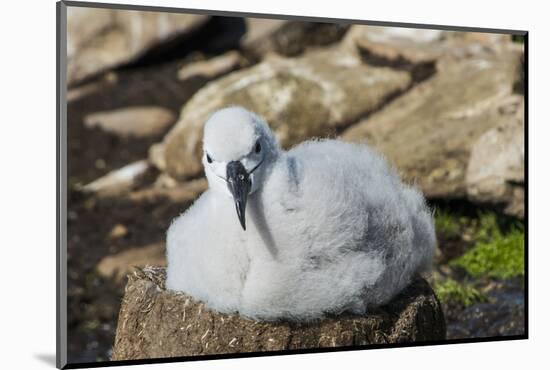 Black-browed albatross chick (Thalassarche melanophris), Saunders Island, Falklands, South America-Michael Runkel-Mounted Photographic Print