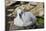 Black-browed albatross chick (Thalassarche melanophris), Saunders Island, Falklands, South America-Michael Runkel-Mounted Photographic Print