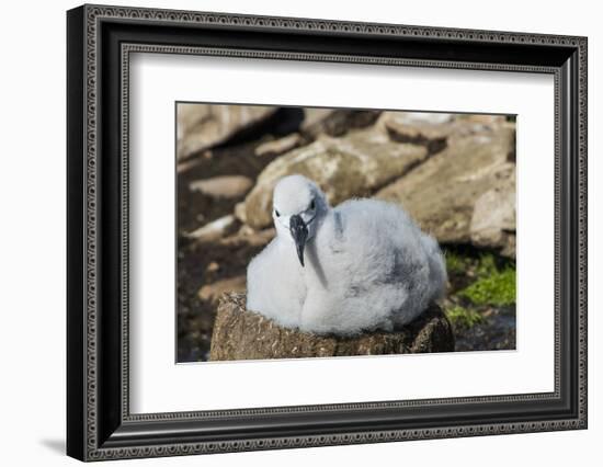 Black-browed albatross chick (Thalassarche melanophris), Saunders Island, Falklands, South America-Michael Runkel-Framed Photographic Print