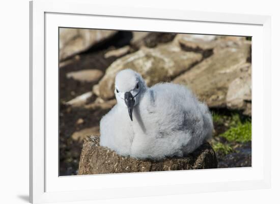 Black-browed albatross chick (Thalassarche melanophris), Saunders Island, Falklands, South America-Michael Runkel-Framed Photographic Print