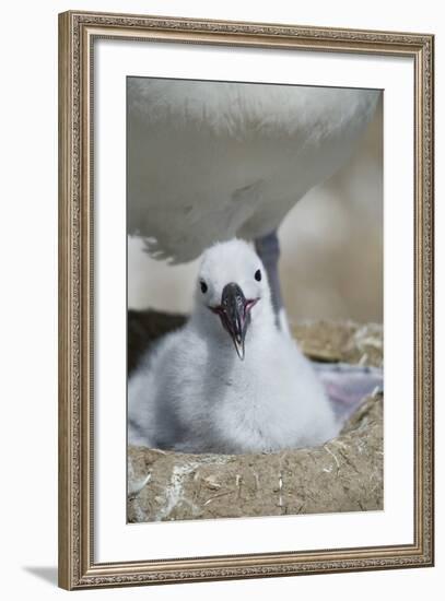 Black-Browed Albatross Chick-DLILLC-Framed Photographic Print