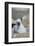 Black-Browed Albatross Chick-DLILLC-Framed Photographic Print