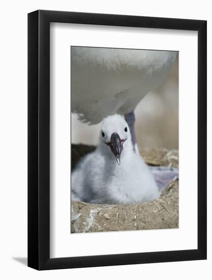 Black-Browed Albatross Chick-DLILLC-Framed Photographic Print