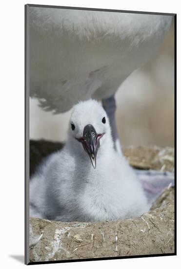 Black-Browed Albatross Chick-DLILLC-Mounted Photographic Print