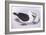 Black-Browed Albatross (Diomedea O Thalassarche Melanophrys)-John Gould-Framed Giclee Print