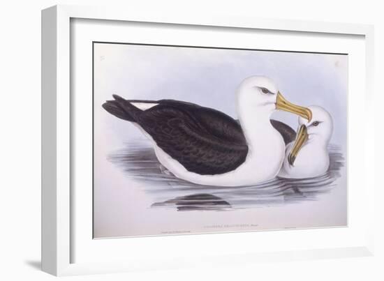 Black-Browed Albatross (Diomedea O Thalassarche Melanophrys)-John Gould-Framed Giclee Print