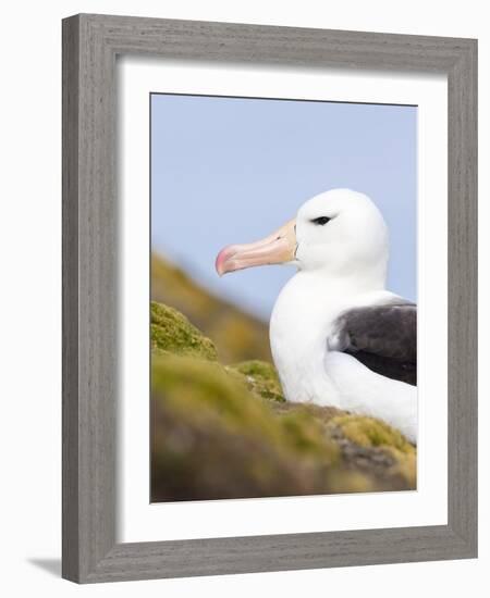 Black-browed Albatross. Falkland Islands-Martin Zwick-Framed Photographic Print