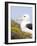 Black-browed Albatross. Falkland Islands-Martin Zwick-Framed Photographic Print