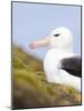 Black-browed Albatross. Falkland Islands-Martin Zwick-Mounted Photographic Print