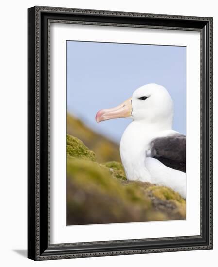 Black-browed Albatross. Falkland Islands-Martin Zwick-Framed Photographic Print