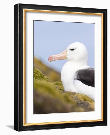 Black-browed Albatross. Falkland Islands-Martin Zwick-Framed Photographic Print