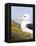 Black-browed Albatross. Falkland Islands-Martin Zwick-Framed Premier Image Canvas