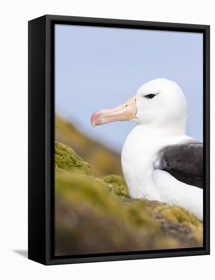 Black-browed Albatross. Falkland Islands-Martin Zwick-Framed Premier Image Canvas