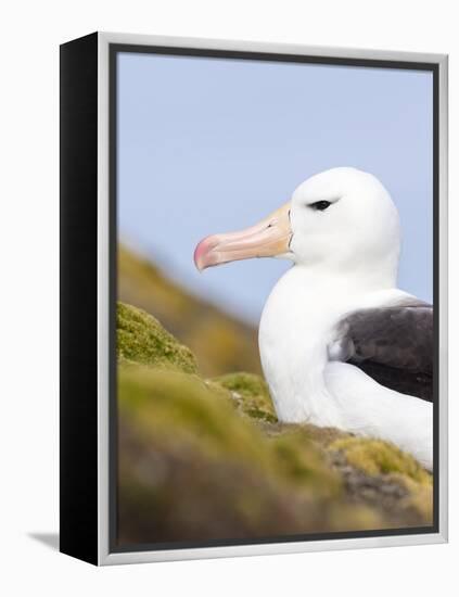 Black-browed Albatross. Falkland Islands-Martin Zwick-Framed Premier Image Canvas