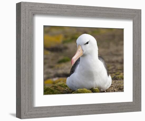 Black-browed Albatross. Falkland Islands-Martin Zwick-Framed Photographic Print