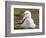 Black-browed Albatross. Falkland Islands-Martin Zwick-Framed Photographic Print