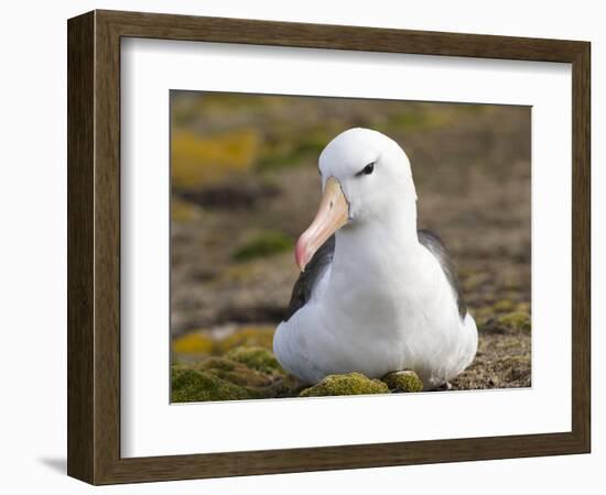 Black-browed Albatross. Falkland Islands-Martin Zwick-Framed Photographic Print