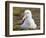 Black-browed Albatross. Falkland Islands-Martin Zwick-Framed Photographic Print