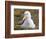 Black-browed Albatross. Falkland Islands-Martin Zwick-Framed Photographic Print