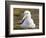 Black-browed Albatross. Falkland Islands-Martin Zwick-Framed Photographic Print