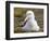 Black-browed Albatross. Falkland Islands-Martin Zwick-Framed Photographic Print