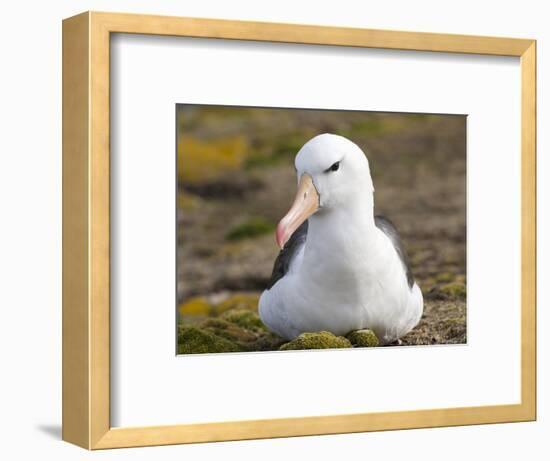 Black-browed Albatross. Falkland Islands-Martin Zwick-Framed Photographic Print