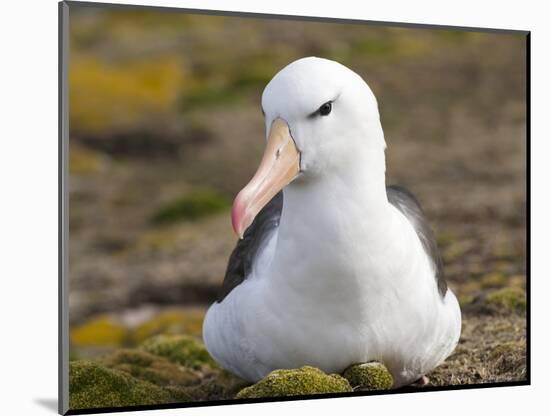 Black-browed Albatross. Falkland Islands-Martin Zwick-Mounted Photographic Print