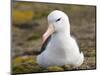 Black-browed Albatross. Falkland Islands-Martin Zwick-Mounted Photographic Print
