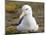 Black-browed Albatross. Falkland Islands-Martin Zwick-Mounted Photographic Print