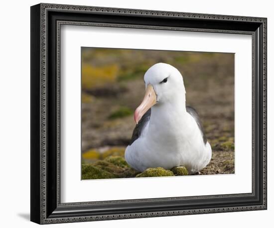 Black-browed Albatross. Falkland Islands-Martin Zwick-Framed Photographic Print