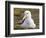 Black-browed Albatross. Falkland Islands-Martin Zwick-Framed Photographic Print