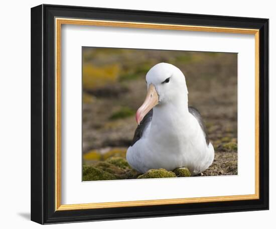 Black-browed Albatross. Falkland Islands-Martin Zwick-Framed Photographic Print