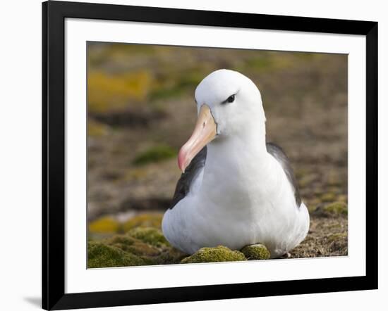 Black-browed Albatross. Falkland Islands-Martin Zwick-Framed Photographic Print