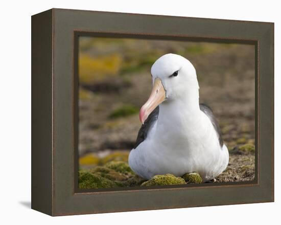 Black-browed Albatross. Falkland Islands-Martin Zwick-Framed Premier Image Canvas